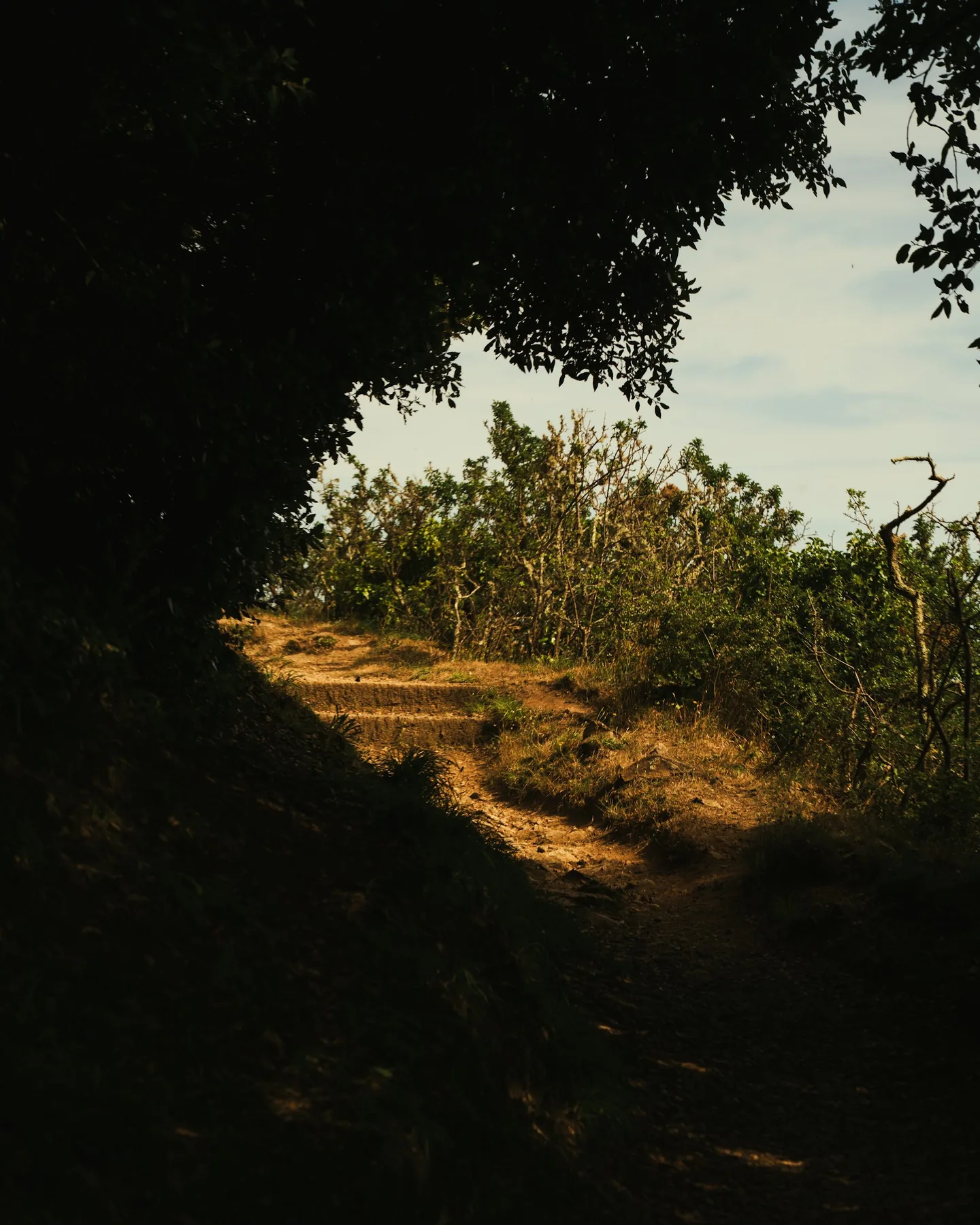 Trilho tranquilo na floresta