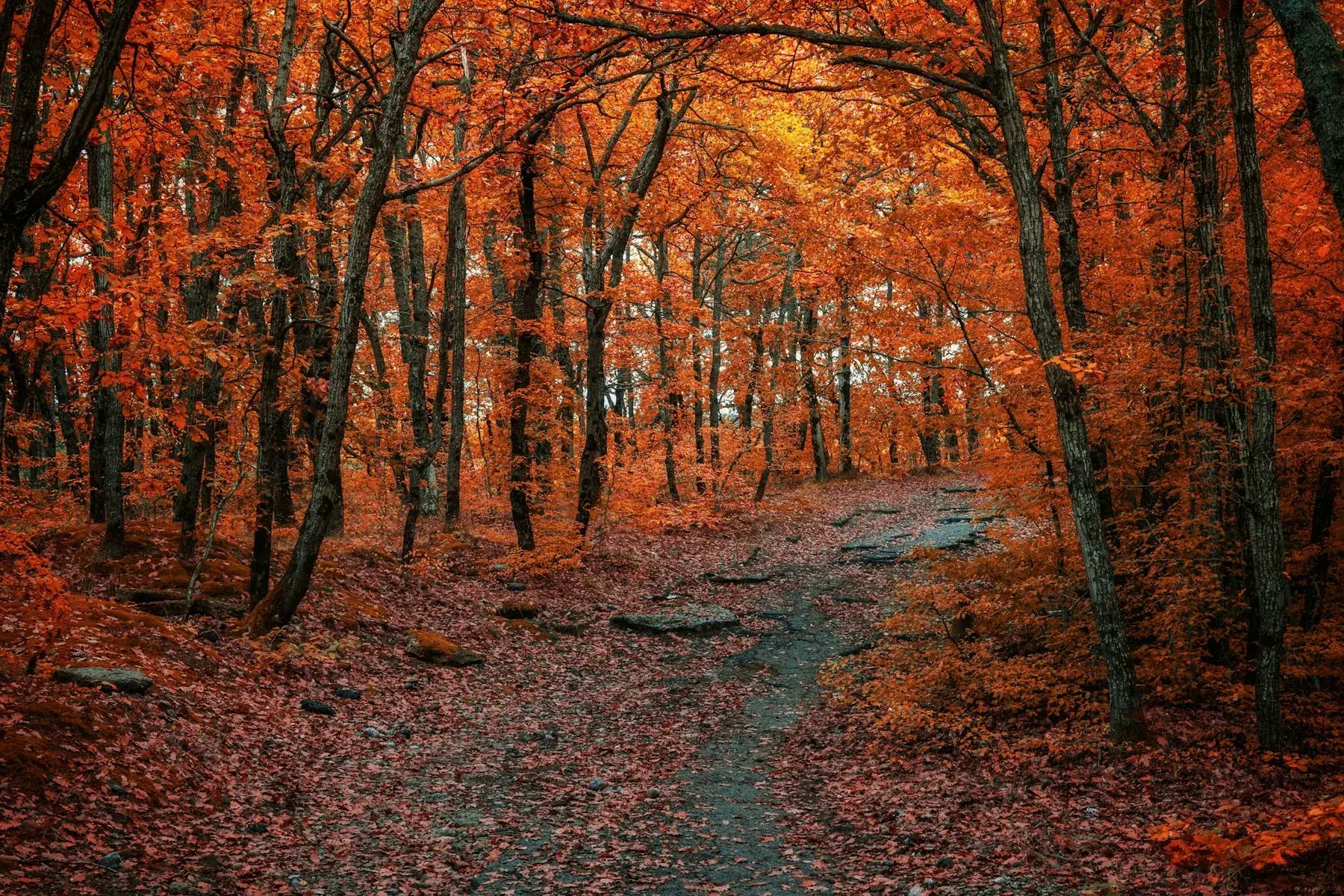 Trilho na floresta